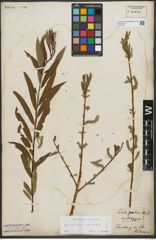 Foto von Salix purpurea L. x Salix viminalis L.